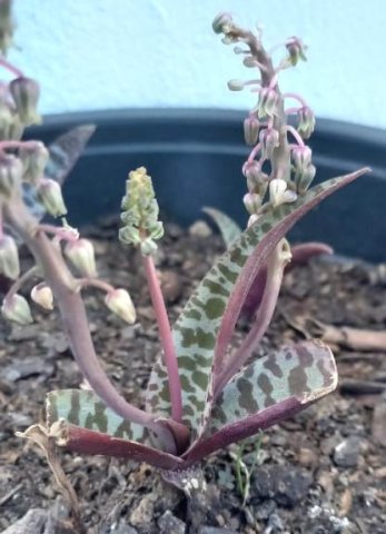 Ledebouria socialis leaves